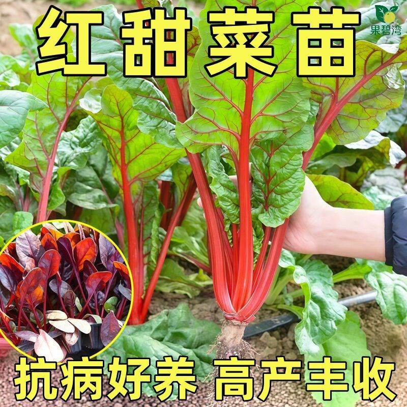 老品种红黄甜菜秧苗红黄梗菜叶菜类小菜春秋四季播阳台秋冬蔬菜苗