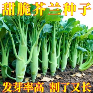 鸡腿芥兰种子甜脆芥蓝种子粗条籽芥兰四季早熟高产菜籽大芥兰种子