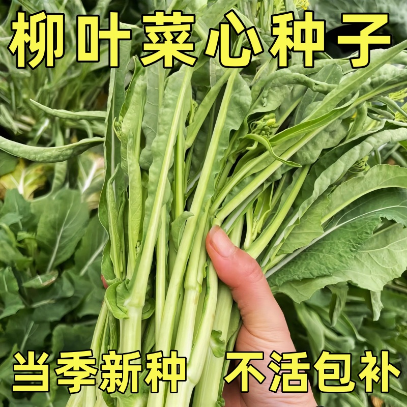 桂林柳叶菜心种子甜脆卷叶菜心种籽阳台盆栽蔬菜耐寒农家蔬菜种子