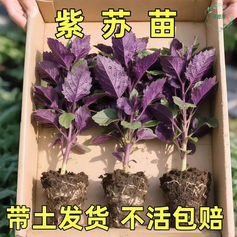 紫苏苗新鲜食用香料鱼虾蟹去腥提鲜烹饪食材带梗杆农家自种盆栽,鲜花速递/花卉仿真/绿植园艺,种苗/半成品盆栽,淘宝优惠券,粉丝福利购,淘宝优惠卷