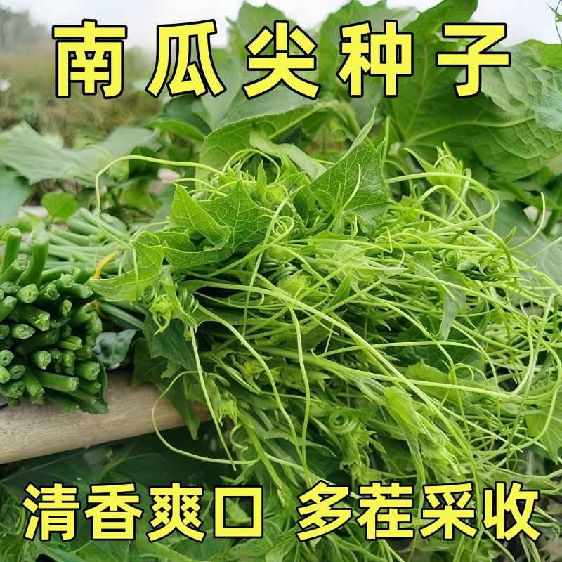 南瓜尖种子高产香甜藤茎棚室四季采收专吃南瓜苗嫩叶蔬菜种子,鲜花速递/花卉仿真/绿植园艺,种苗/半成品盆栽,淘宝优惠券,粉丝福利购,淘宝优惠卷