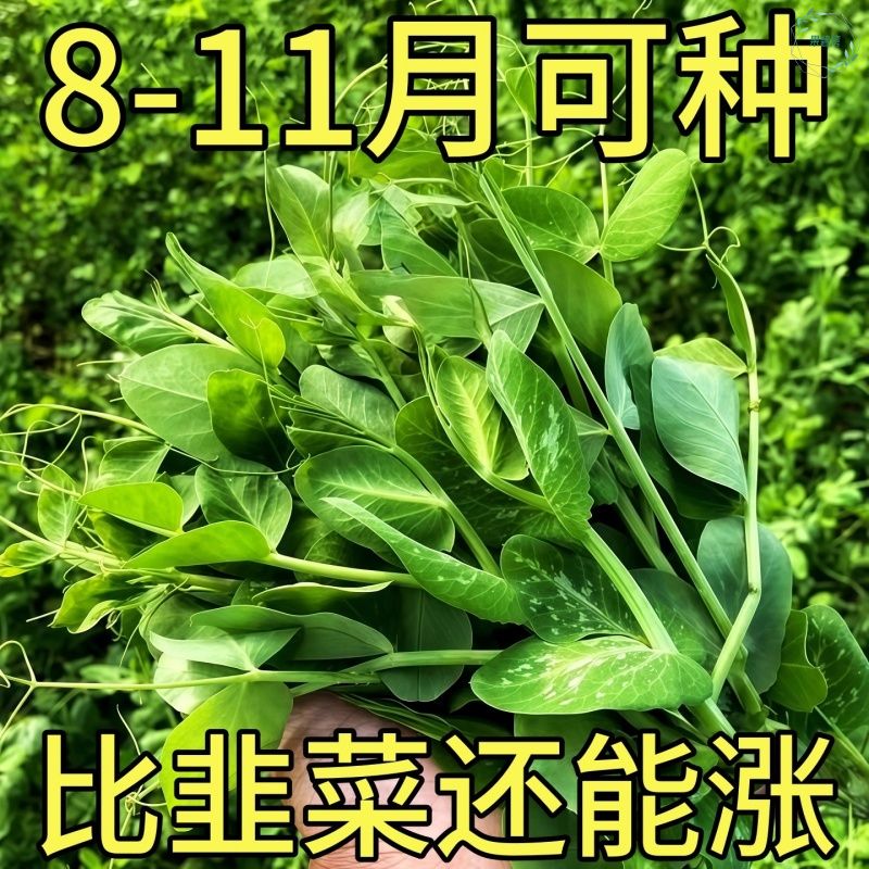 无须豌豆苗种籽豌豆种籽尖芽苗菜种子四季蔬菜孑豌豆荷兰豆菜籽