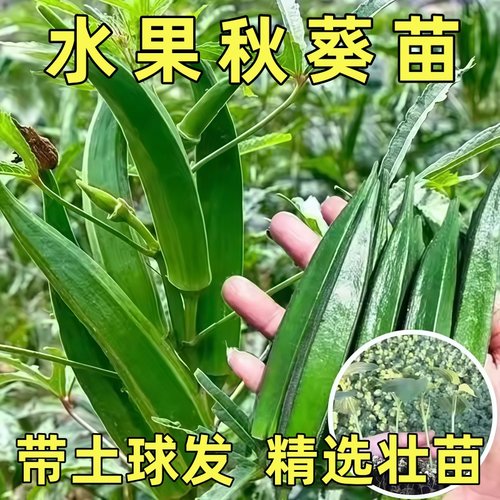 水果秋葵种子红黄绿秋葵苗耐老超嫩四季春秋种籽阳台盆栽秧苗幼苗
