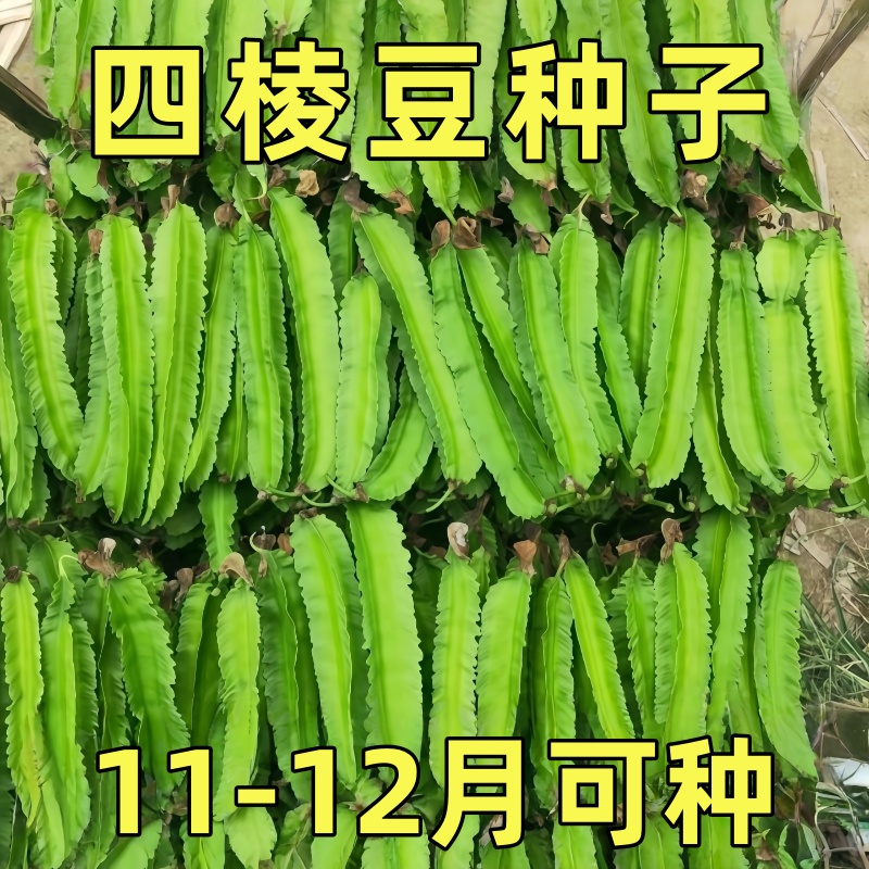 高产四棱豆种子四季播种菜地庭院蔬菜四角豆皇帝豆种籽阳台蔬菜种