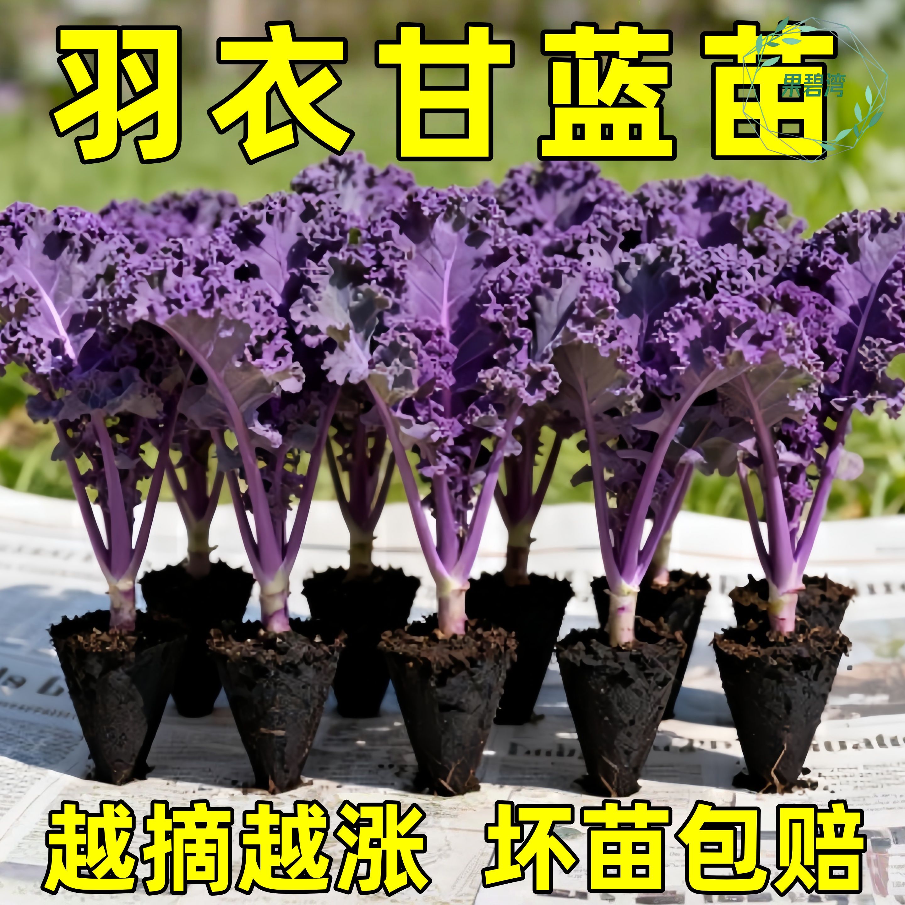 营养丰富紫羽衣甘蓝苗秧带土球发货蔬菜女王绿羽衣甘蓝苗四季盆栽