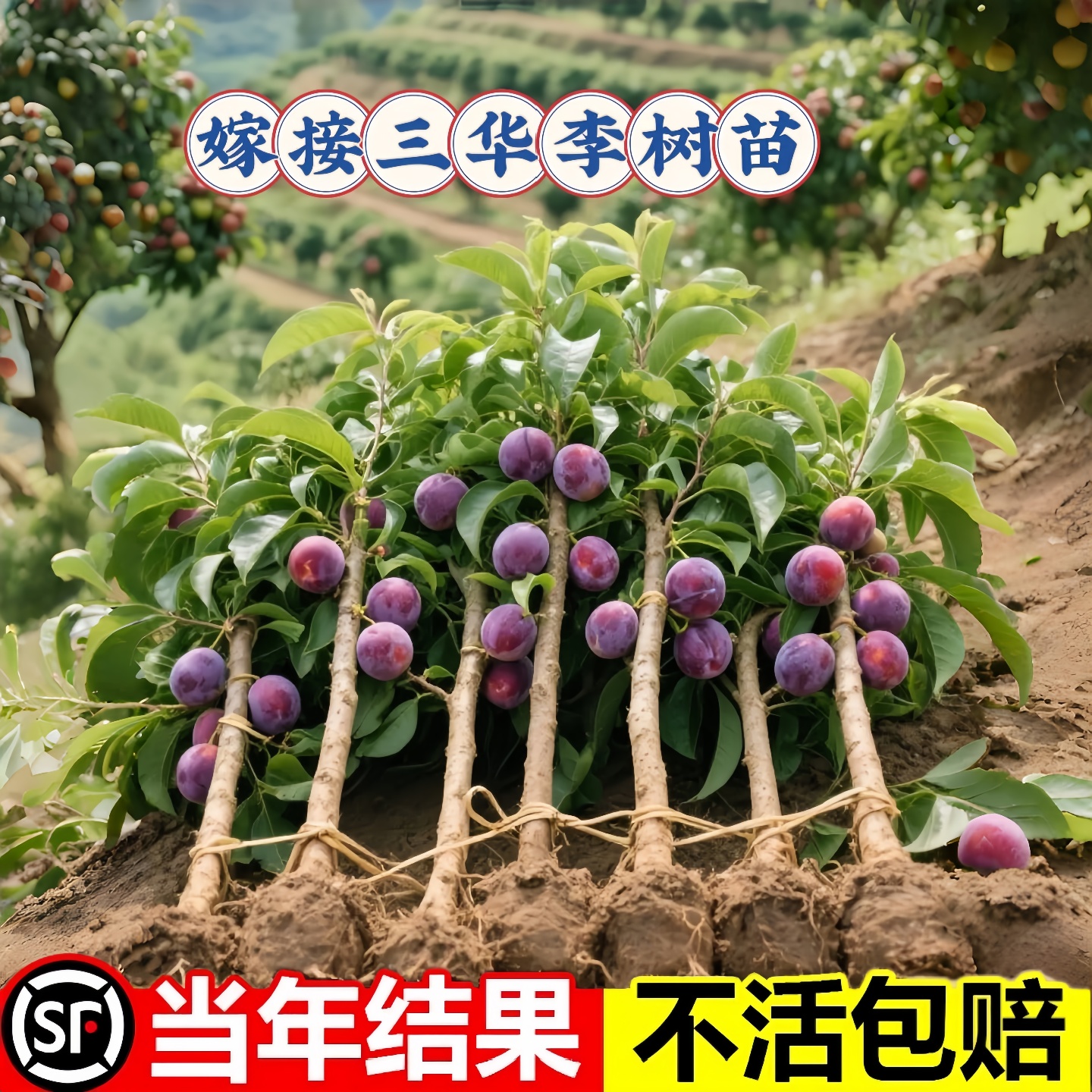三华李子树苗正宗钱排银妃嫁接三华李苗蜂糖李盆栽地栽包邮带土