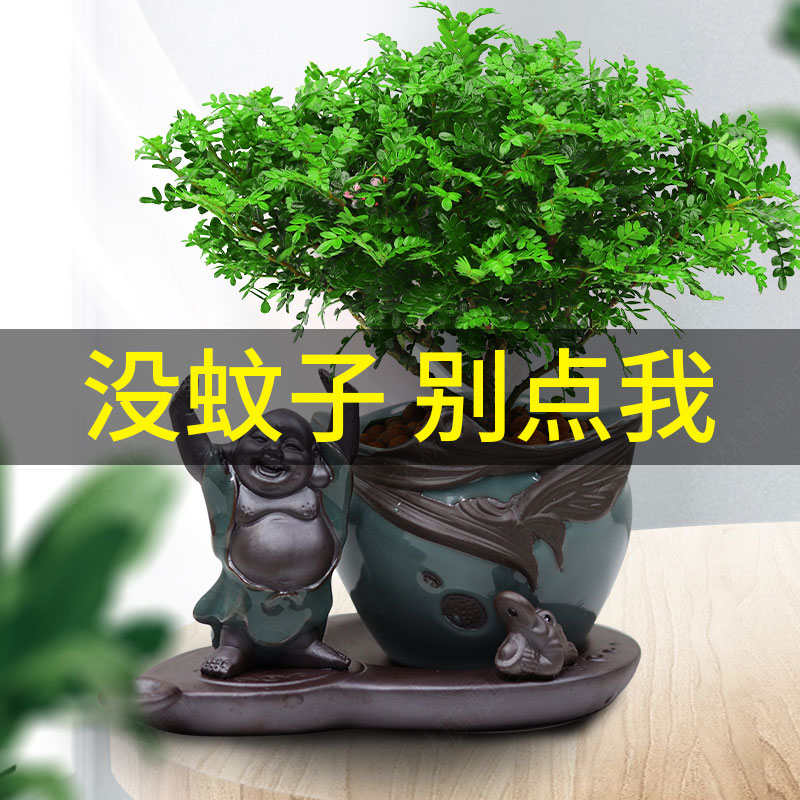 正宗清香胡椒木盆栽花卉室内外驱蚊草植物茉莉花栀子花四季好养活