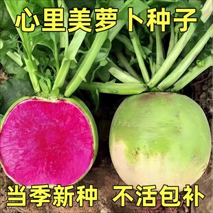 心里美萝卜种子春季满常红红心水果萝卜种子青皮红肉生吃脆甜多汁