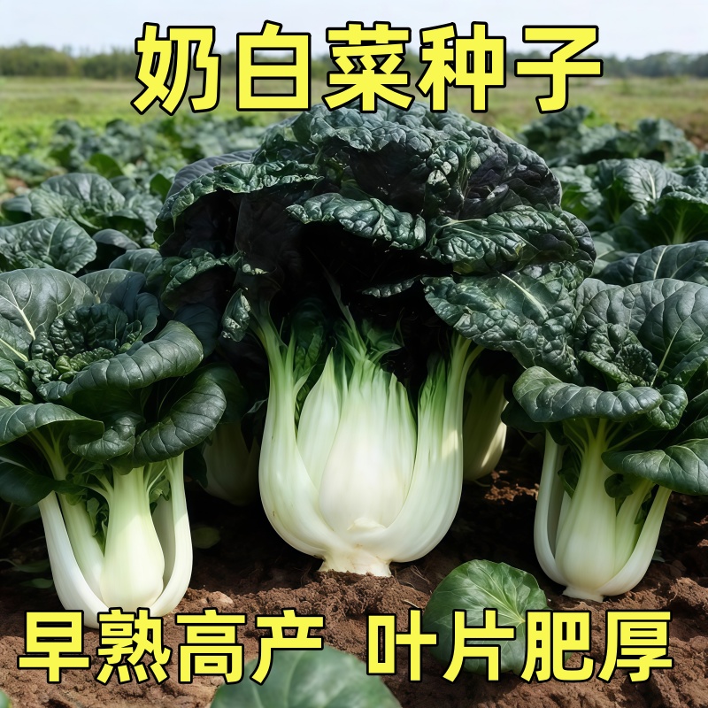 矮脚奶白菜种籽四季小白菜种子阳台盆栽黑叶油菜青菜籽种蔬菜种孑