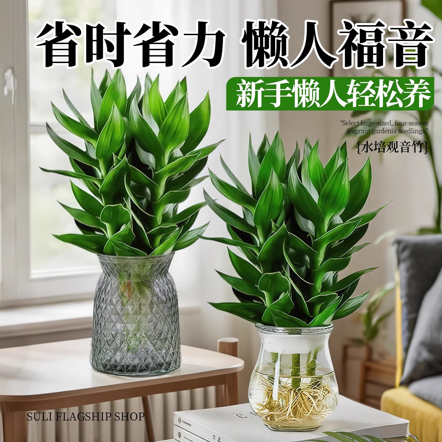 观音竹富贵竹水培植物带根花卉绿植绿萝室内盆栽转运竹带花瓶好养