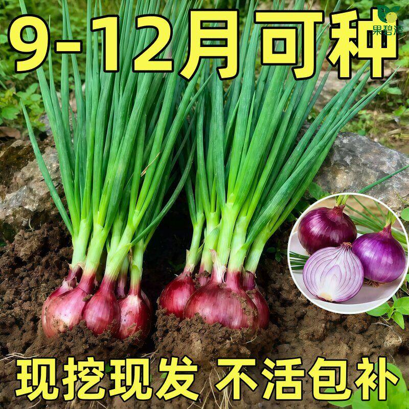洋葱秧苗带根小苗紫皮山东圆葱种子种植幼苗秋冬季蔬菜种籽菜苗