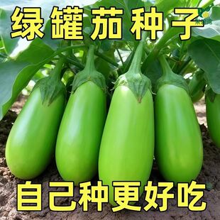 绿罐茄种子茄子种籽高产四季蔬菜种子青茄子绿皮耐寒春季秋菜种子