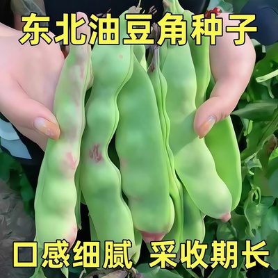 东北黑龙江油豆角种籽压趴架开锅烂绿满架春四季青小油豆蔬菜种子