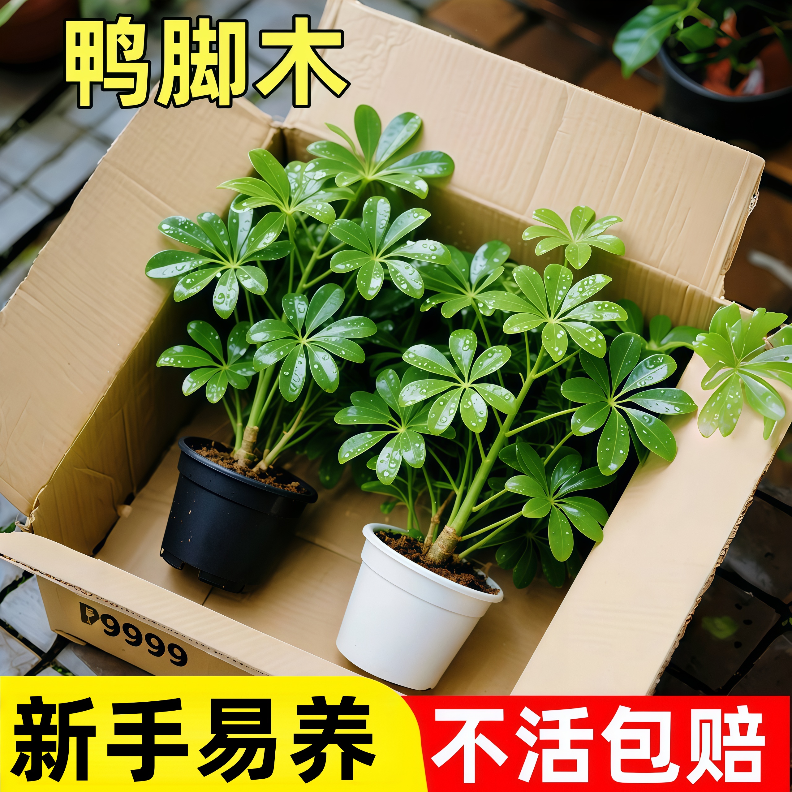 【四季常青】鸭脚木七叶莲发财树八方来财鹅掌柴净化空气加湿驱蚊
