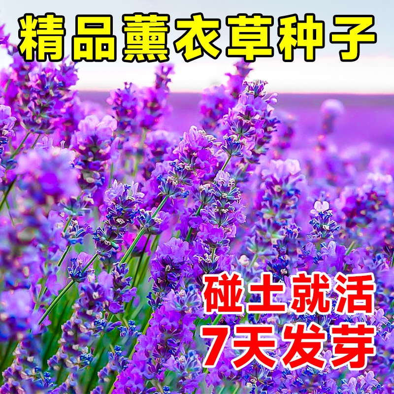 薰衣草花籽盆栽四季开种子好养活