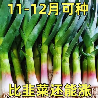 大蒜苗种子种籽蒜苔红根蒜种蒜苗红皮盆栽蔬菜孑秋冬季四季苗种籽