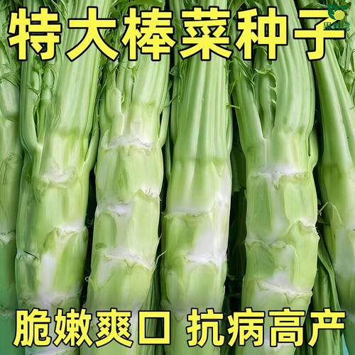 特大花叶棒菜种子四季高产耐寒薄皮笋子芥青笋菜头种籽大田蔬菜种