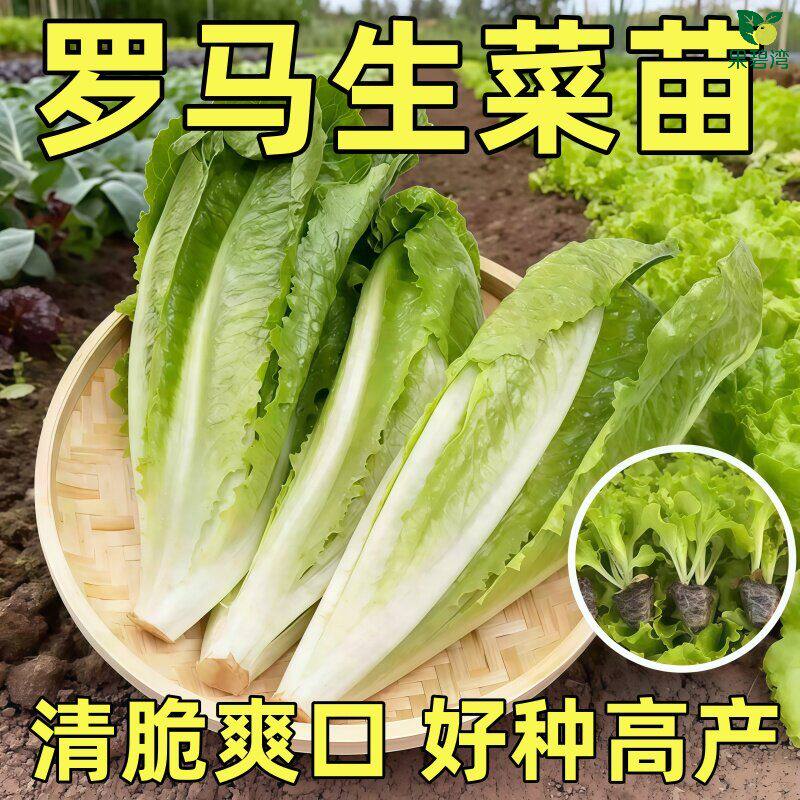 有机直立罗马生菜苗孔雀菜秧苗带土奶油生菜种籽耐抽苔阳台可生吃