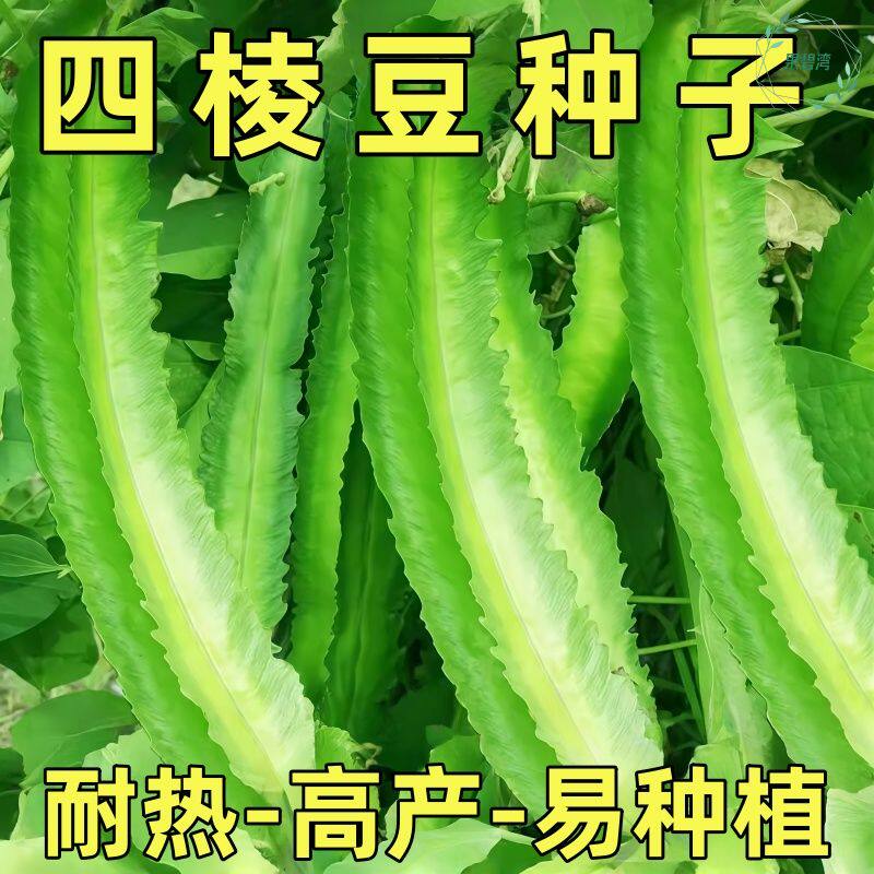高产四棱豆种子四季播种菜地庭院蔬菜四角豆皇帝豆种籽阳台蔬菜种