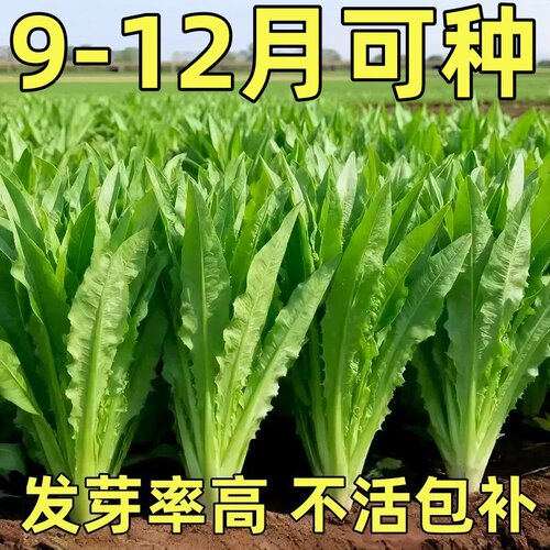 四季油麦菜种子种易活高产阳台庭院大叶油麦菜种籽新鲜油麦菜种孑