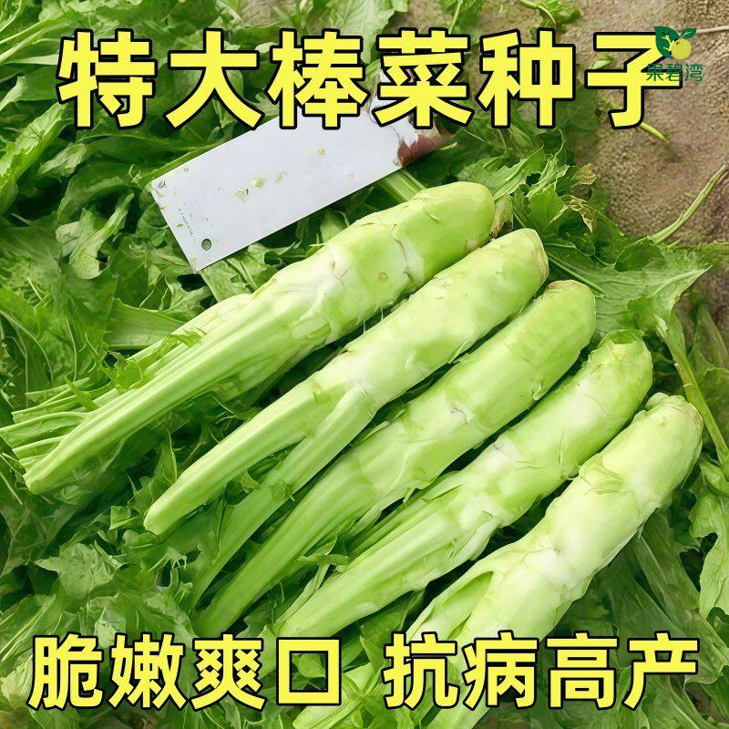 棒菜种子四川特色大棒菜春秋季农家种植薄皮棒芥菜头青笋子芥种籽图片