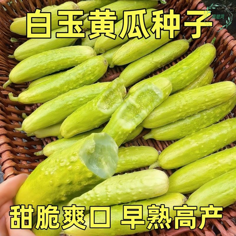 海阳白玉黄瓜种子种籽旱脆奶油水果黄瓜苗秧苗四季籽种蔬菜孑大全