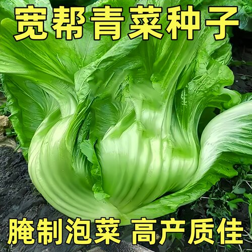 四川大肉泡青菜种子老坛酸菜鱼宽帮青菜包心芥菜四季播蔬菜种籽