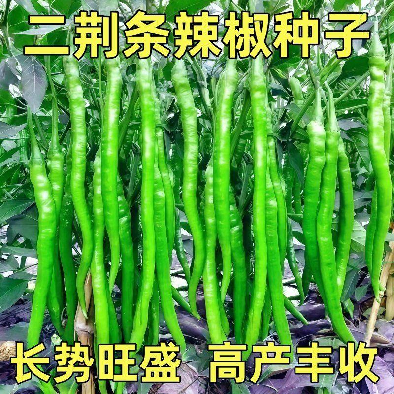 正宗香辣二荆条辣椒种子大全高产超长线椒四季农家蔬菜种子,鲜花速递/花卉仿真/绿植园艺,种苗/半成品盆栽,淘宝优惠券,粉丝福利购,淘宝优惠卷