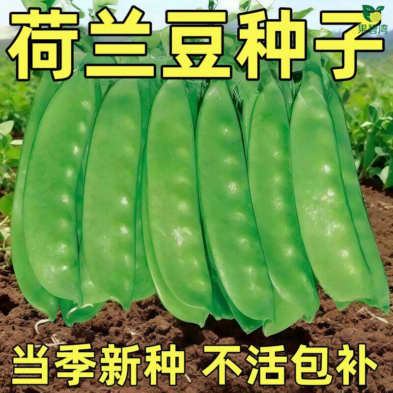 荷兰豆种籽四季种植早熟高产易活何兰豆种子阳台庭院盆栽蔬菜苗秧