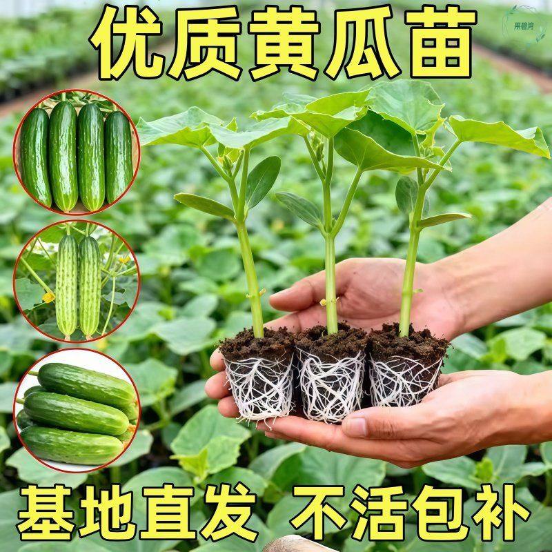 四季高产旱黄瓜种子唐山秋瓜种孑蔬菜苗大全玉女黄瓜辣椒番茄秧苗,鲜花速递/花卉仿真/绿植园艺,种苗/半成品盆栽,淘宝优惠券,粉丝福利购,淘宝优惠卷
