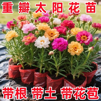 重瓣混色太阳花苗带根盆栽苗阳台易种活大花卉植物带花苞室内庭院