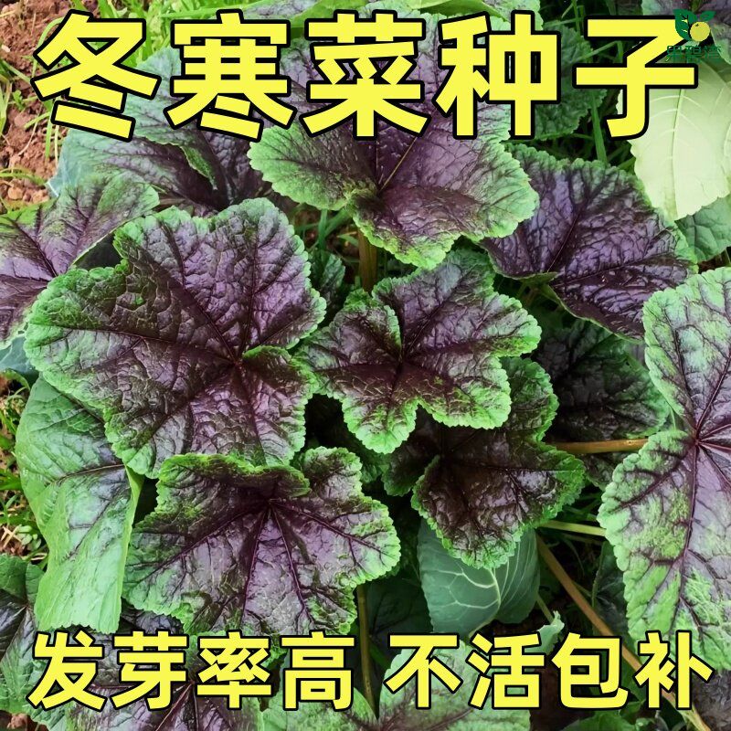 冬寒菜种子糯米冬寒菜其菜冬苋菜种秋冬耐寒阳台盆栽蔬菜农家菜籽