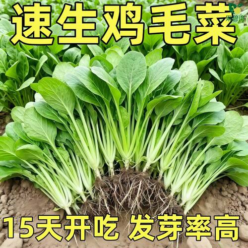 鸡毛菜种子高产抗病四季速生庭院阳台盆栽耐热耐寒奶油快菜蔬菜籽