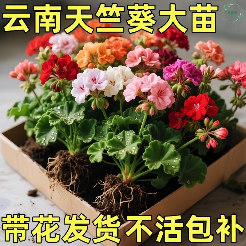 进口大花天竺葵带花苞发货花苗重瓣花卉庭院阳台开花不断盆栽