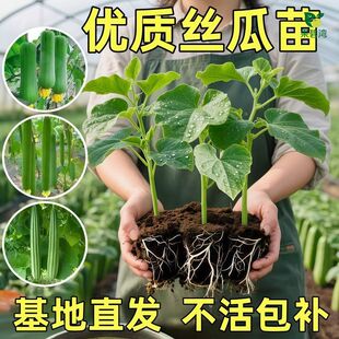 丝瓜苗秧苗特大号八角棱苹果丝瓜苗本地高产老品种嫁接早熟蔬菜苗