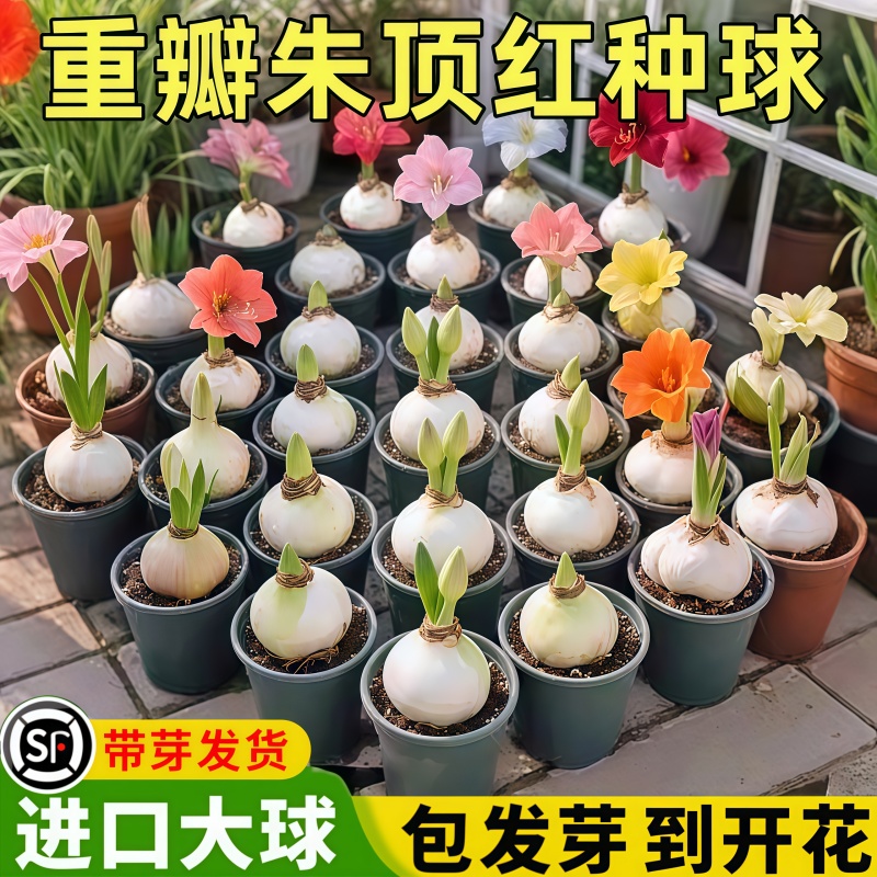 【反复开花】重瓣朱顶红种球盆栽花卉植物客厅绿植花卉大全好养活