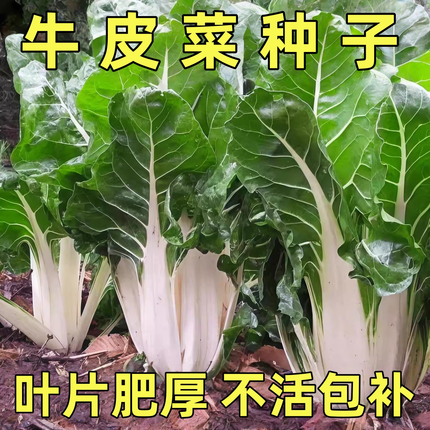 牛皮菜种子人吃大宽叶厚皮白梗四季高产老品种春不老根达菜蔬菜籽