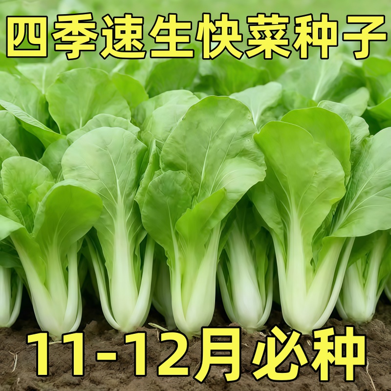 四季小白菜19天速生快菜上海青鸡毛菜种籽矮脚小青菜奶油种植高产