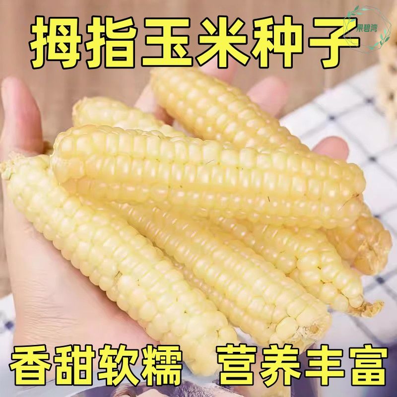 西双版纳香糯拇指小玉米种云南拇指玉米种籽子孑牛奶手指种子大全