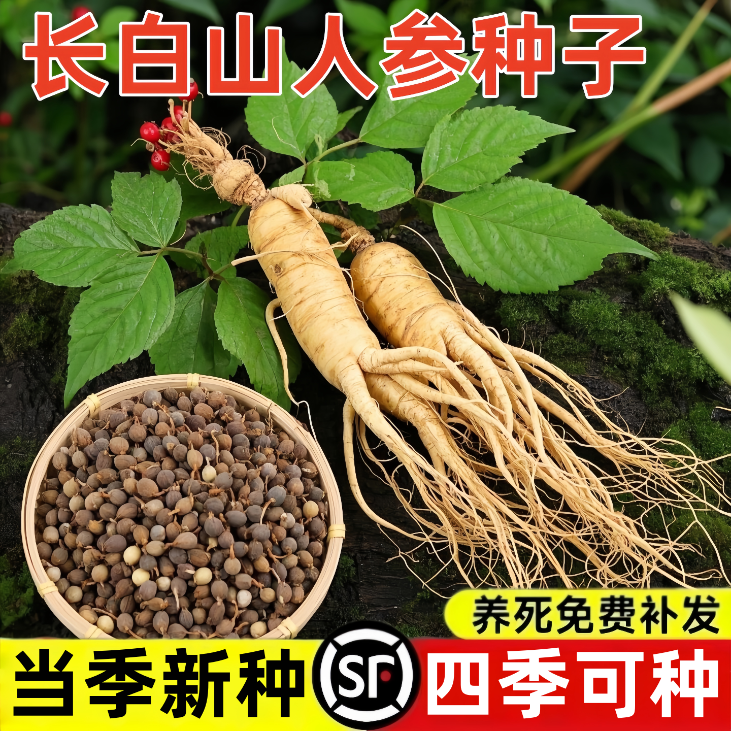 长白山人参种籽子东北人参苗种植春秋四季盆栽西洋参药材山参种孑