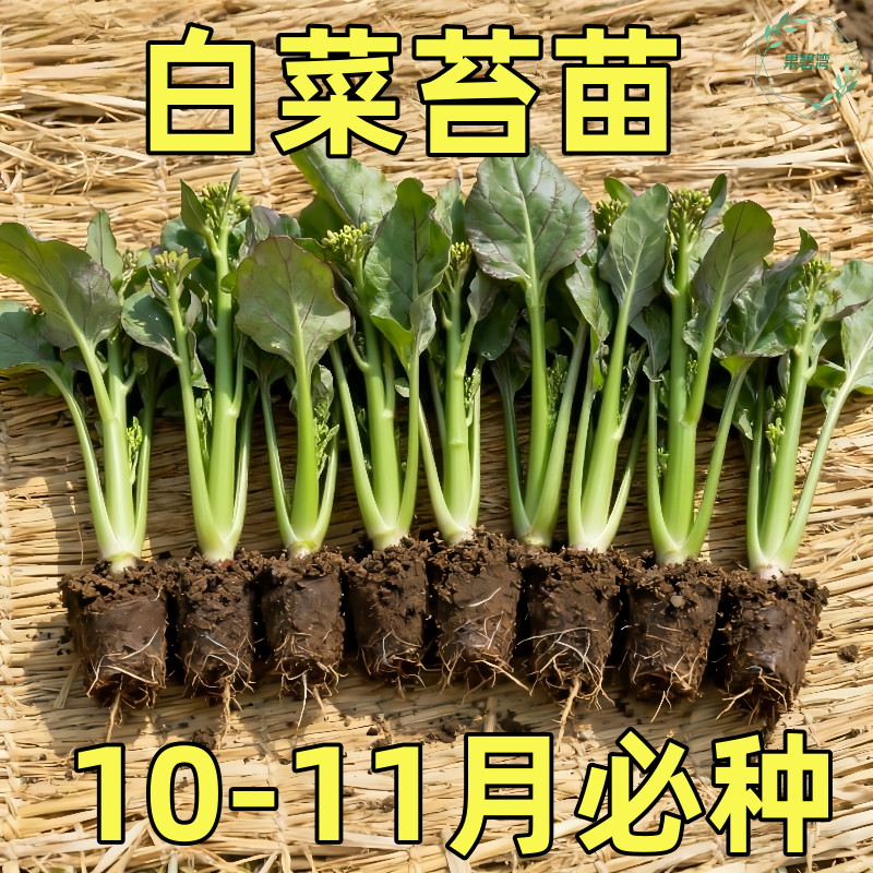 白菜苔秧苗白菜苔菜苗农家阳台种植蔬菜菜苗春秋季种植苗场直发
