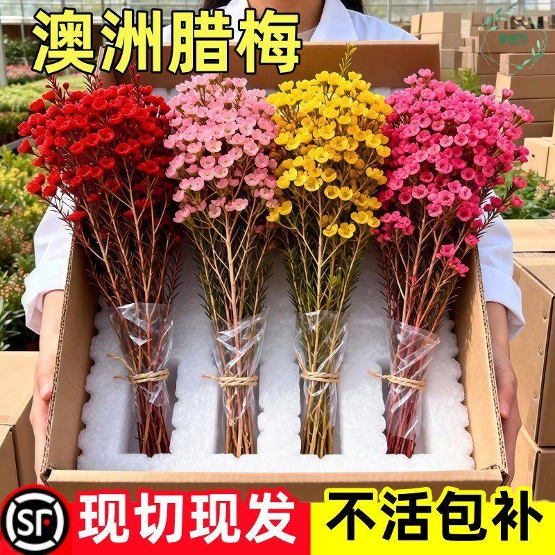 鲜花澳洲腊梅盆栽花卉云南基地直发鲜切花花束花瓶摆件客厅插花,鲜花速递/花卉仿真/绿植园艺,种苗/半成品盆栽,淘宝优惠券,粉丝福利购,淘宝优惠卷