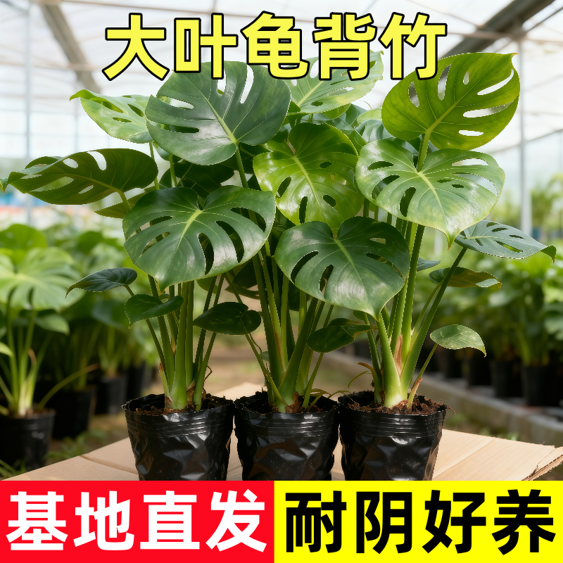 水培龟背竹盆栽土植物净化空气室内桌面观叶绿植花卉耐阴四季常青