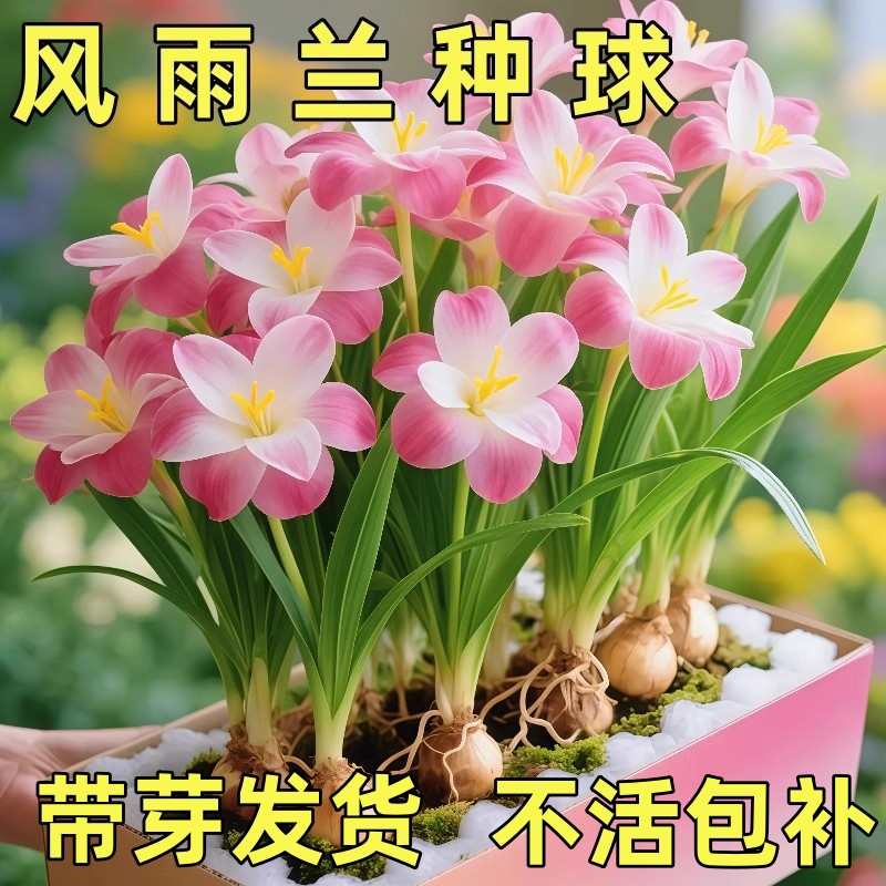 风雨兰种球盆栽花卉水培植物盆栽室内绿植四季好养水仙花庭院种植