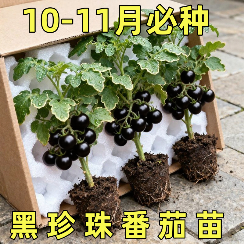 黑珍珠番茄苗樱桃小番茄秧苗圣女果幼苗四季阳台盆栽水果西红柿苗