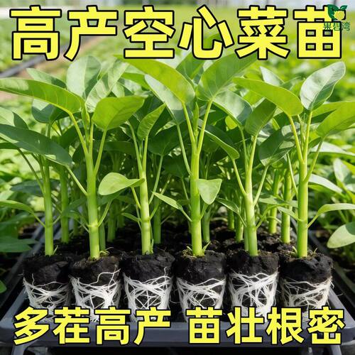 空心菜秧苗带根三叉空心菜苗大叶空心菜秧苗带土柳叶空心菜苗四季