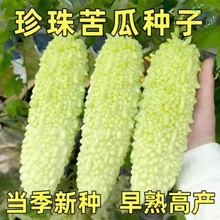 珍珠苦瓜种子春秋耐热高产庭院种植蔬菜种籽鲜嫩翠绿优选脆嫩