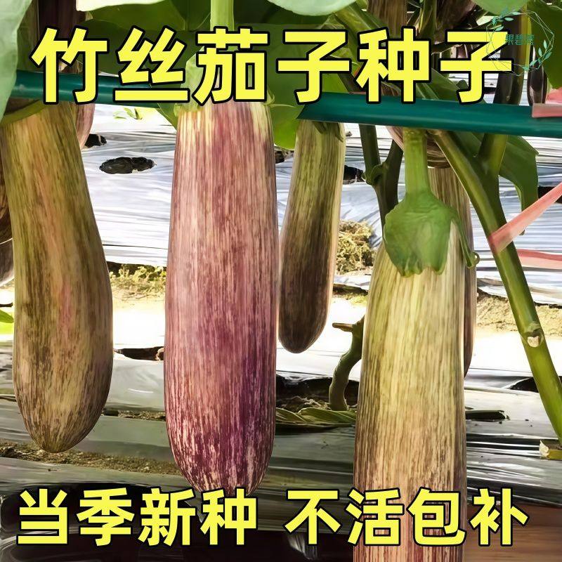 泰国冰川竹丝长茄种子孑盆栽肉质细嫩精品花茄蔬菜种籽春季茄子孑,鲜花速递/花卉仿真/绿植园艺,种苗/半成品盆栽,淘宝优惠券,粉丝福利购,淘宝优惠卷