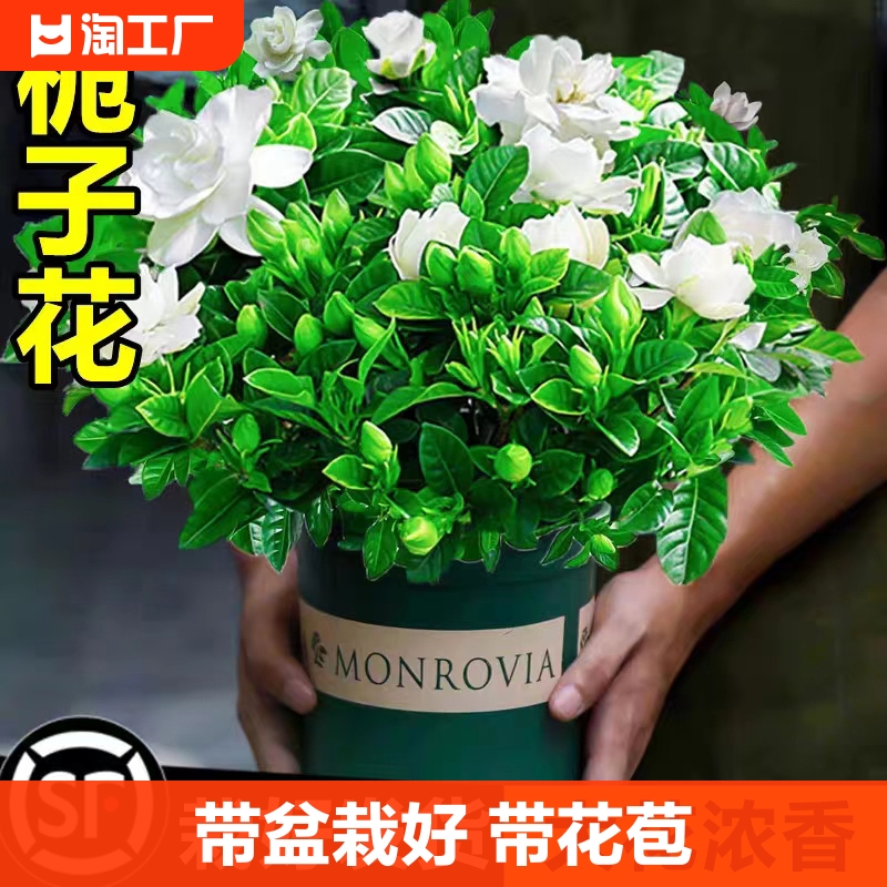 栀子花盆栽室内植物绿植四季好养净化空气花卉带花苞客厅大花卧室