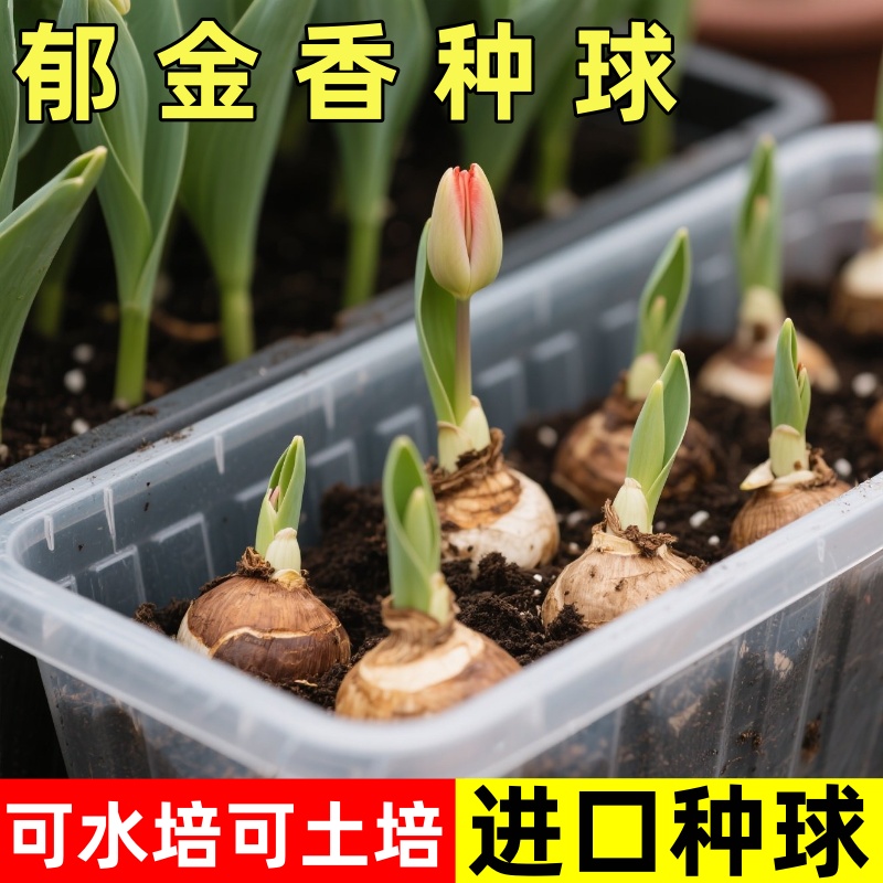 郁金香种球重瓣大球荷兰花卉种球水培植物土培盆栽阳台花种子